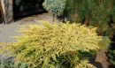 Можжевельник обыкновенный Голдшатц (Juniperus communis Goldschatz)