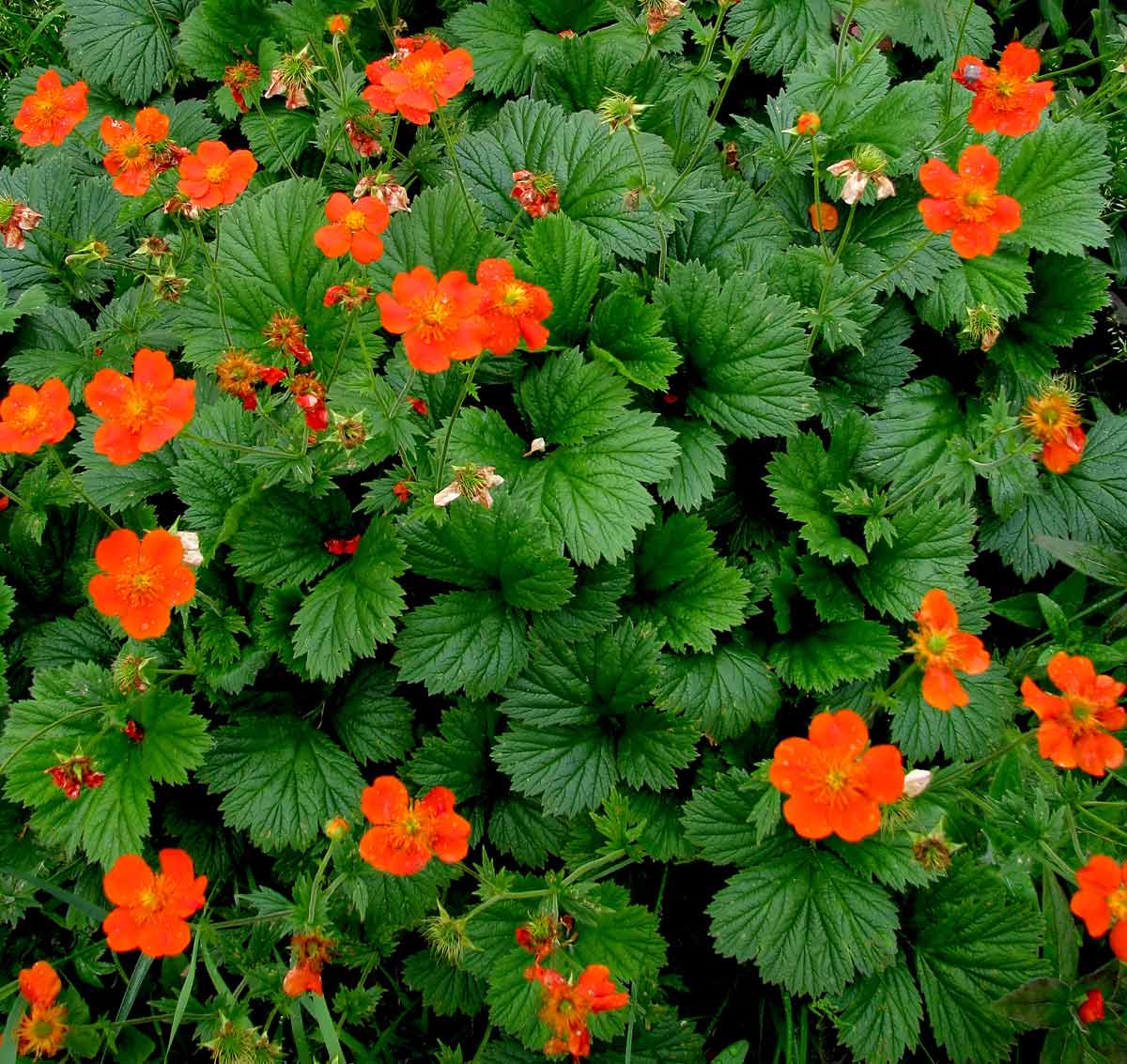 Саженцы гравилата красноцветкового Борисия (Geum coccineum Borisii) купить  в Нижнем Новгороде - Гарден Флора