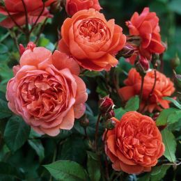 Купить саженцы Розы английской Саммер Сонг в Нижнем Новгороде - Гарден Флора