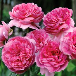 Купить саженцы Розы шраб Элоди Госсини в Нижнем Новгороде - Гарден Флора