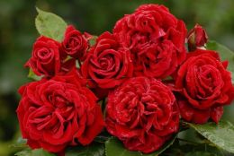 Купить саженцы Розы плетистой Сантана в Нижнем Новгороде - Гарден Флора