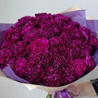 Букет из 75 фиолетовых гвоздик