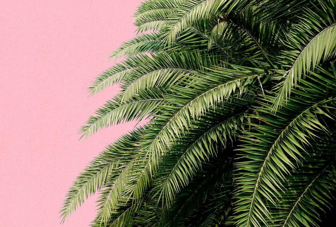 Palm Pink