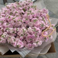 Букет из 55 розовых маттиол (кустовые)