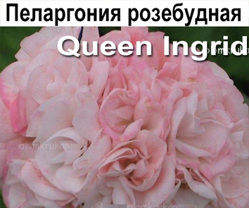 Пеларгония розебудная Queen Ingrid
