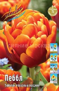 Тюльпан Пеббл густомахровый, 11/12 , 1 шт