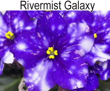 Rivermist Galaxy