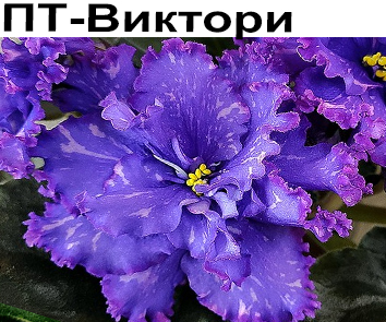 ПТ-Виктори (Пугачева)
