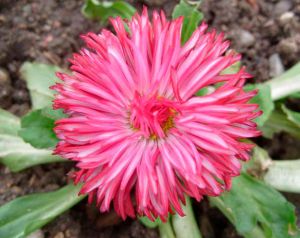 Семена Маргаритка Весна розовая ранняя 0,05 г