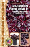 Alternatera-Purple-Prince-F1-3-sht-Red-Sem