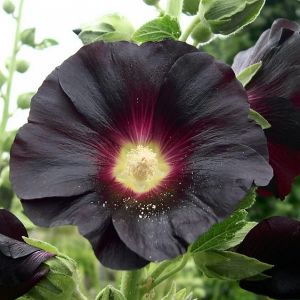 Семена Шток-роза Черная 0,1 гр
