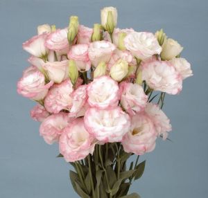 Семена Эустома махровая Рози Бело-розовая