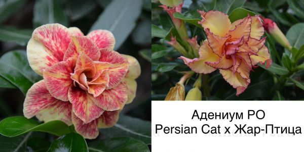 Адениум РО Persian Cat x Жар-Птица