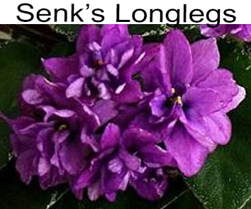 Senk s Londlegs (R.Follet/D.Senk)
