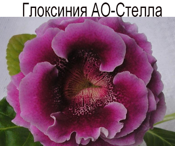 глоксиния АО-Стелла (О.Артемовой)