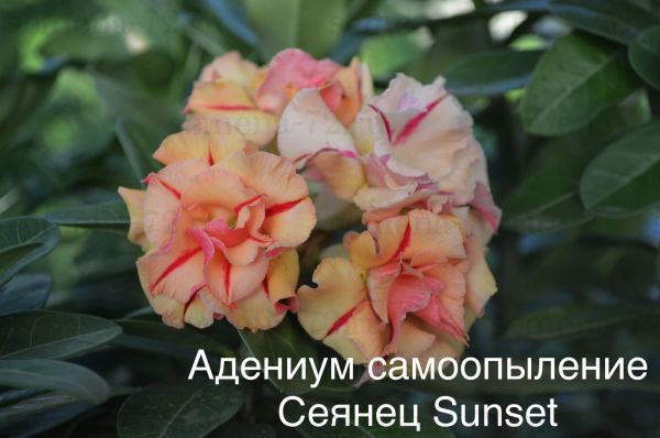 Адениум самоопыление Сеянец Sunset