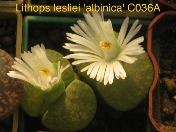 Lithops lesliei 'albinica' C036A