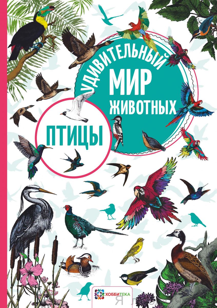 Птицы