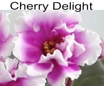 Cherry Delight (LLG/Sorano)