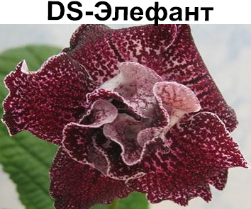 DS-Элефант (П.Еникеев)