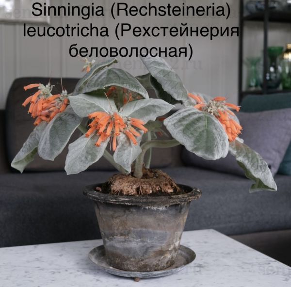 Sinningia (Rechsteineria) leucotricha (Рехстейнерия беловолосная)