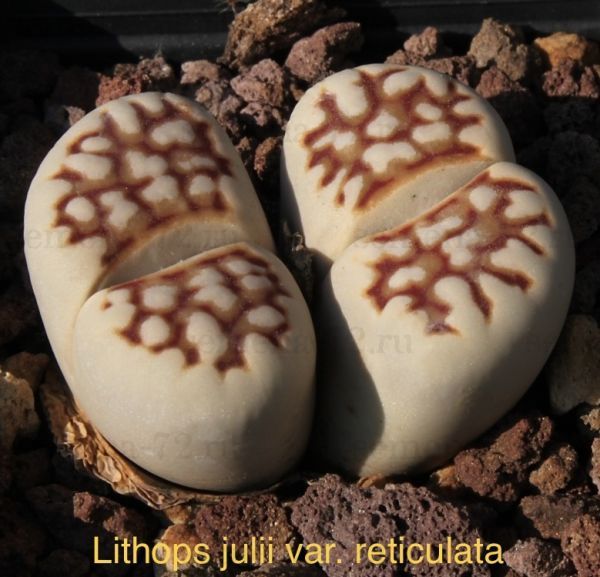 Lithops julii var. reticulata