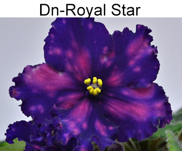 Dn-Royal Star ( Денисенко )