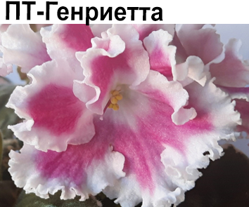 ПТ-Генриетта (Пугачева)