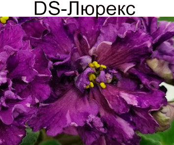 DS-Люрекс (Диметрис)