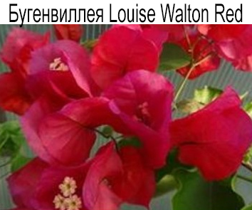 Бугенвиллия Louise Walton Red