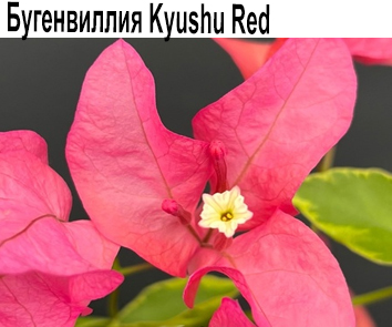 Бугенвиллия Kyushu Red