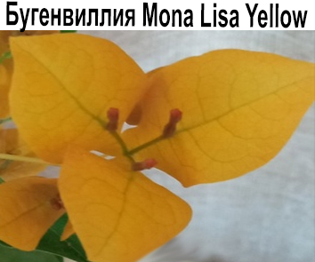 Бугенвиллия Mona Lisa Yellow
