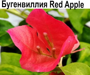 Бугенвиллия Red Apple