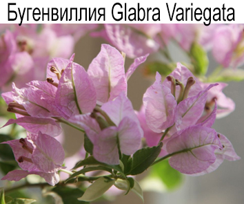 Бугенвиллия Glabra Variegata