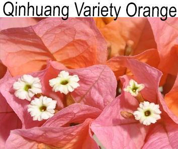 Бугенвиллия Qinhuang Variety Orange