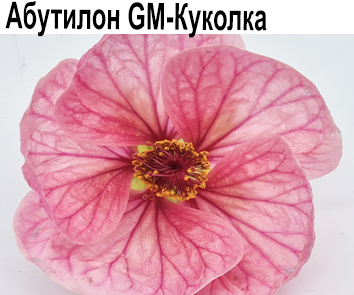 Абутилон GM-Куколка