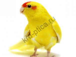 Какарик - новозеландский прыгающий попугай (Cyanoramphus) жёлтый