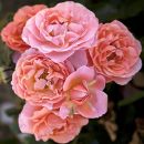 Роза флорибунда Мари Кюри