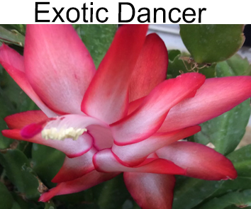 Шлюмбергера Exotic Dancer