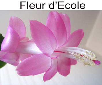 Шлюмбергера Fleur d Ecole