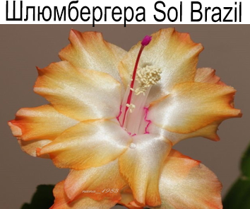 Шлюмбергера Sol Brasil