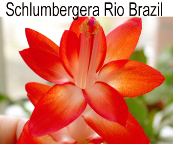 Шлюмбергера Rio Brazil