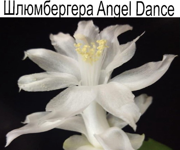Шлюмбергера Angel Dance
