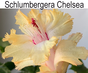 Шлюмбергера Chelsea