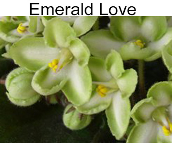 Emerald  Love