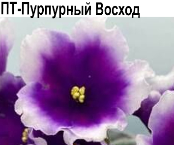 ПТ-Пурпурный Восход (Пугачева)