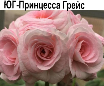 Пеларгония розебудная ЮГ-Принцесса Грейс  НОВИНКА