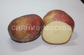 Картофель семенной Изюминка 2 кг суперэлита (ЛОРХ, Коренево)