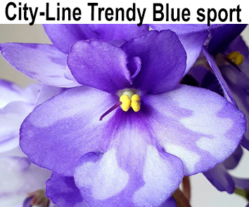 City-Line Trendy Blue спорт (T.Clements)