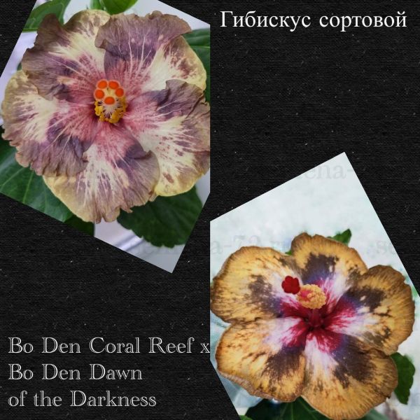 Гибискус сортовой Bo Den Coral Reef x Bo Den Dawn of the Darkness